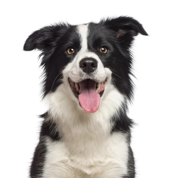 hund foto